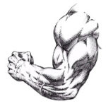 Gym Exercises